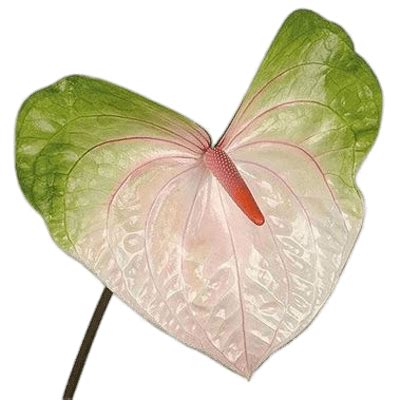 Anthurium Flower Transparent PNG StickPNG