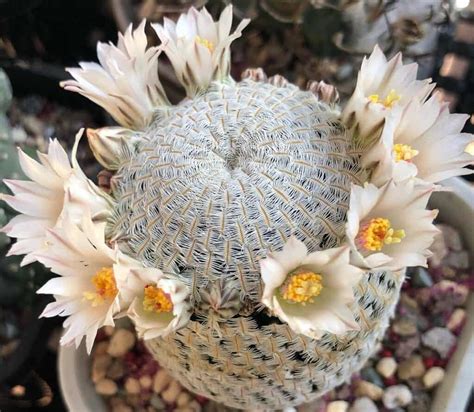 Mammillaria Pectinifera The Tiny Cactus With A Feathery Appearance
