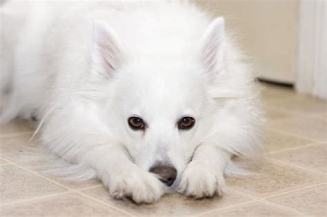 Cachorro branco 10 raças para você escolher CachorroGato