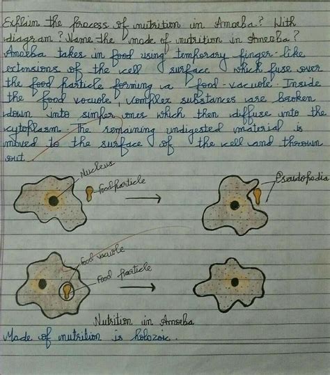 Explain the process of nutrition in amoeba with daigram?Name the mode ...