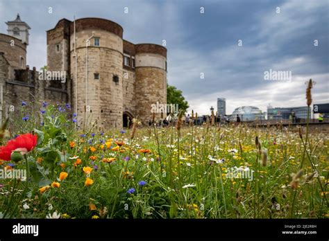 Summer Wild Flower Superbloom Display In The Moat At The Tower Of