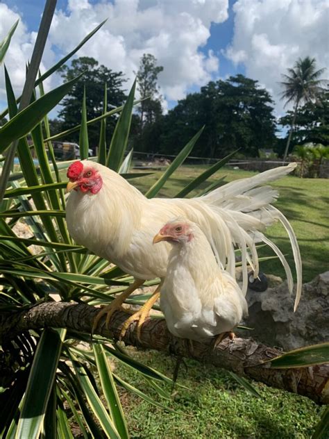 White Yokohama Baby Chicks For Sale Cackle Hatchery®