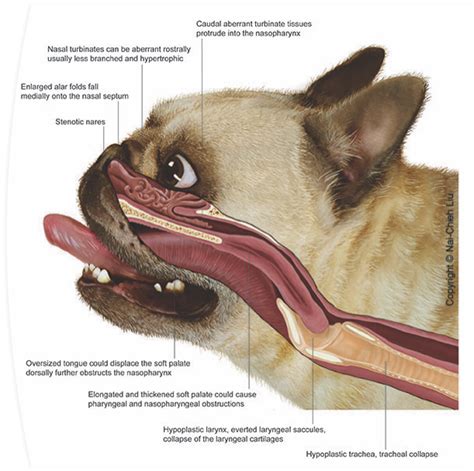 Folded Flap Palatoplasty The Better Way To Improve Brachycephalics