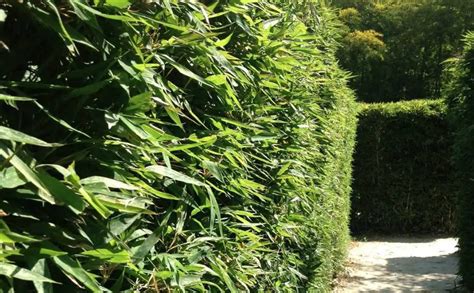 Best varieties of bamboo for a hedge or screen - Bambu Batu