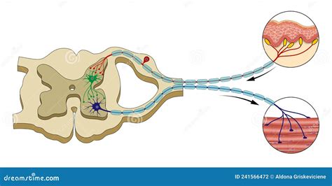 Spinal Reflex Arc Illustration Central Nervous System Stock