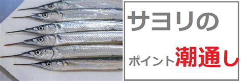 サヨリの釣り方！時期やエサや仕掛け♪コツを掴めば初心者でも爆釣できる 釣りとキャンプのマガジンblues