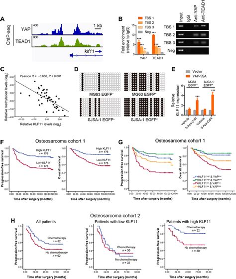 Hypermethylation Mediated Low Klf11 Expression Predicts Poor Prognosis Download Scientific