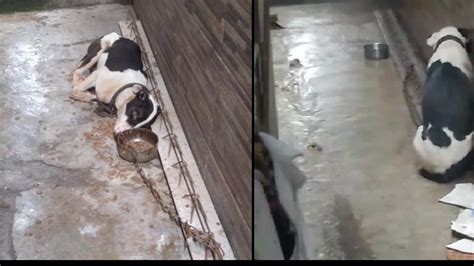 VÍDEO Cachorro é flagrado em situação de maus tratos no bairro da