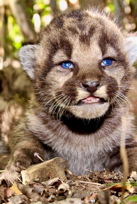 Three Cute Cubs Born to a Local Mountain Lion – NBC 7 San Diego