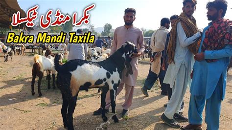 Friday Bakra Mandi Taxila Latest Update 17 November 2023 YouTube