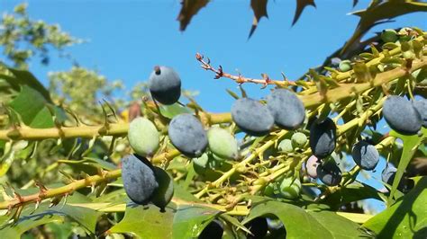 How to Make Natural Blue Dye From Plants