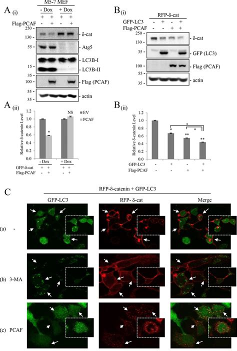 The Atg512 Lc3 Pathway Is Indispensable For Pcaf Mediated δ Catenin Download Scientific