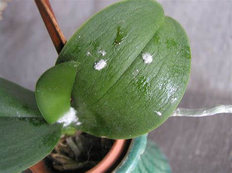 White Spots On Leaves Of Flowers At Victoria Gregory Blog