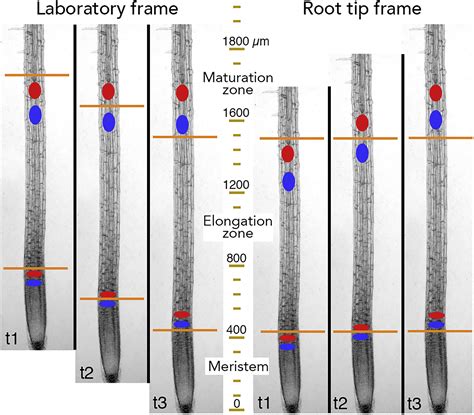 Positioning The Root Elongation Zone Is Saltatory And Receives Input