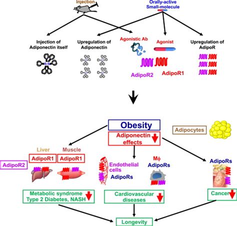 Adiponectin Receptor As A Key Player In Healthy Longevity And Obesity