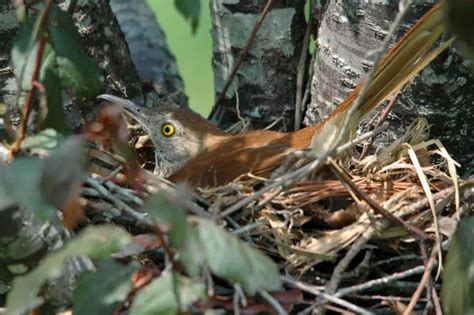 Brown Thrasher - Facts, Diet, Habitat & Pictures on Animalia.bio