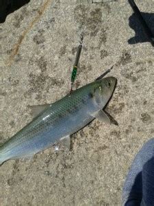 American & Hickory Shad - delaware-surf-fishing.com