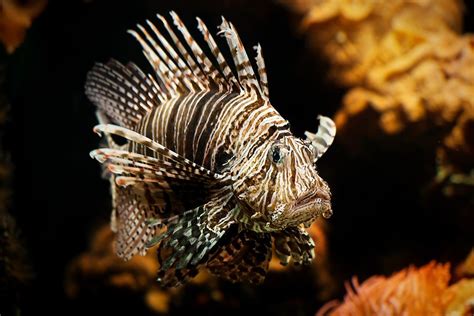 Lionfish Invasive Species