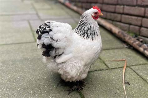 Cochin Chicken Guide Size Appearance Temperament And More