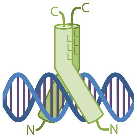 Schematic Drawing Of A Bzip Dimer Bound To The Dna The Two Proteins