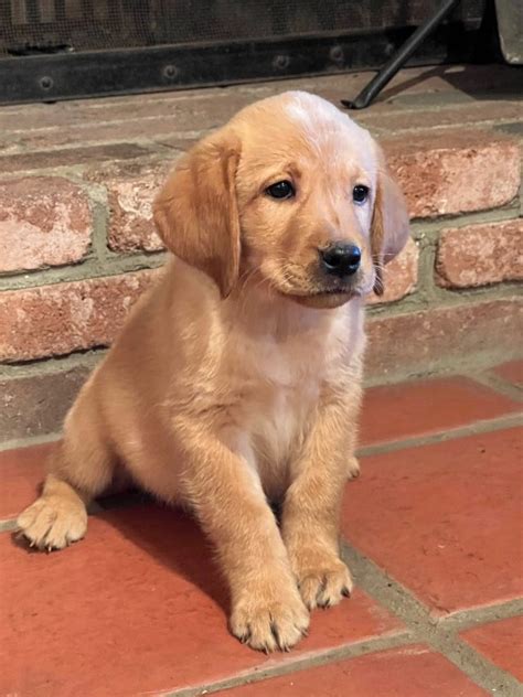 Montana Lariat Male Labrador Puppy Fall B Mckenna Creek Labradors