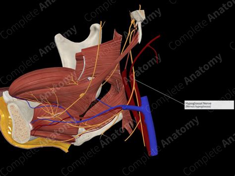 Hypoglossal Nerve | Complete Anatomy