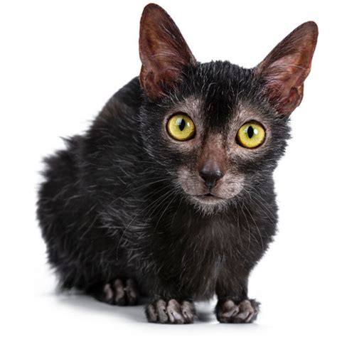 El gato LYKOI o Gato Lobo. | Todo sobre esta extraña raza!