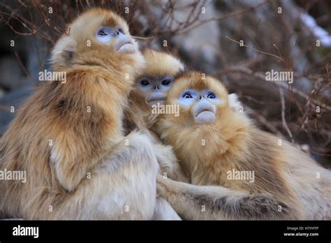 Golden Snub Nosed Monkey Rhinopithecus Roxellana Females Looking Up