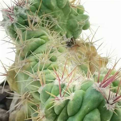 Ferocactus Stainesii F Mostruosa Crestata 10 Cm Cactaceae