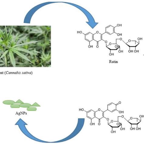 Flow Chart Illustrating The Chemical Method Of Synthesis Of Agnps