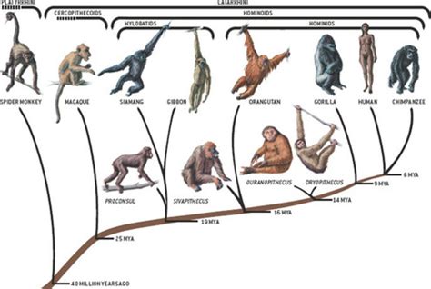 Natural Selection & Evolution - Evolution/Ecology Project