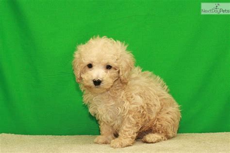 Cream 11 Poodle Toy Puppy For Sale Near Oklahoma City Oklahoma