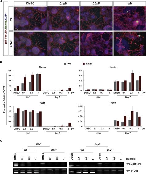 Erk Signaling Suppresses Embryonic Stem Cell Self Renewal To Specify