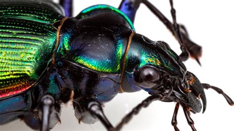 Arizonas Fiery Searcher Beetle Looks Better Than It Smells