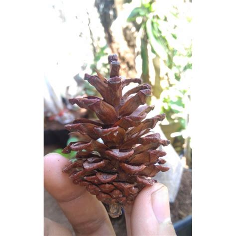 Jual Paket Bunga Pinus Kering Isi 50 Pcs Shopee Indonesia