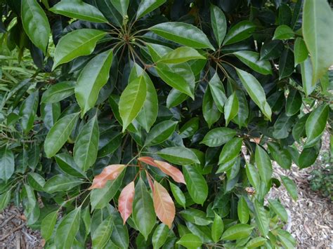 Elaeocarpus Eumundi Eumundi Quandong Gardening With Angus