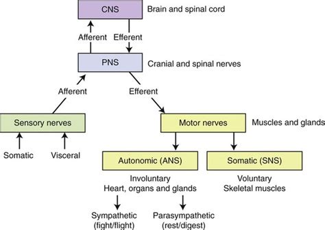 Nervous System Basicmedical Key