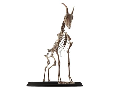 3d Model Mountain Goat Skeleton Vr Ar Low Poly Cgtrader