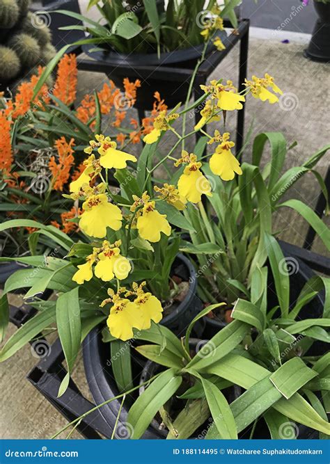 Oncidium Flexuosum or Dancing-lady Orchid Flowers. Stock Image - Image ...