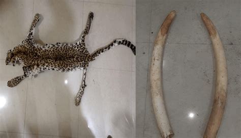 Odisha Leopard Skin And Elephant Tusks Seized In Nayagarh 2 Arrested