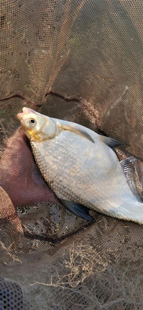 淺談秋季野釣：餌料、釣位、做窩，爆護的機會來了 每日頭條