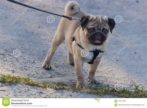 Retrato Del Perro De Perrito Masculino Hermoso Del Barro Amasado Imagen