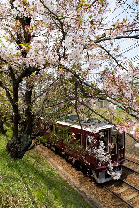 阪急電鉄 夙川・芦屋川駅間の桜風景