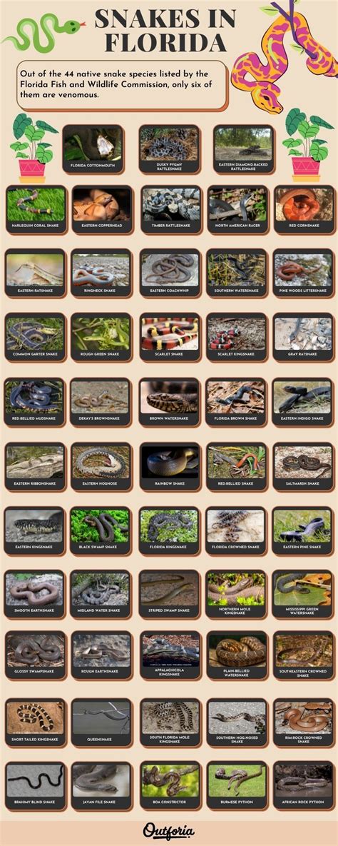 50 Snakes In Florida Id Guide With Facts Photos Chart And More