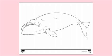 FREE Bowhead Whale Colouring Colouring Sheets Twinkl