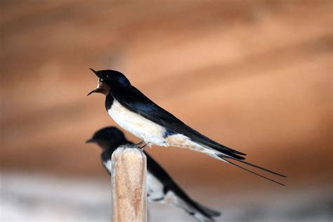 Jenis Burung Walet Dan Ciri Morfologinya