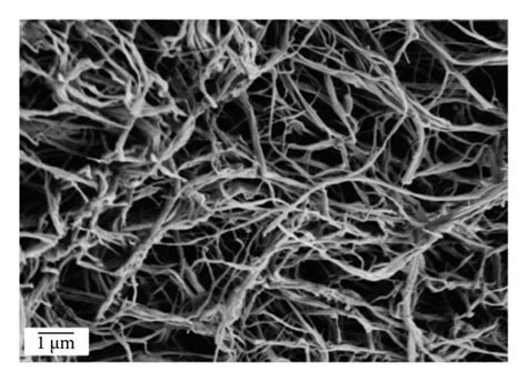 Comparison Between The Morphology Of Nanocellulose Samples In A