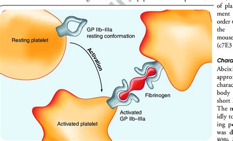 GP IIb IIIa Changes Conformation During The Activation Of Platelets And