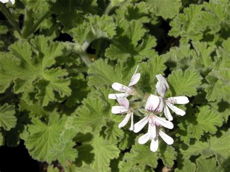 Geraniaceae - P. 'Gold Dust'