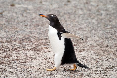 8 Interesting Gentoo Penguin Facts - MarinePatch